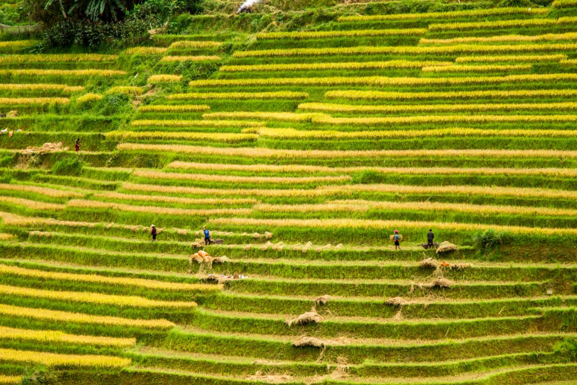 La stagione del riso maturo a Sapa: un'immagine ipnotica della natura, il periodo migliore per vedere le risaie in Vietnam