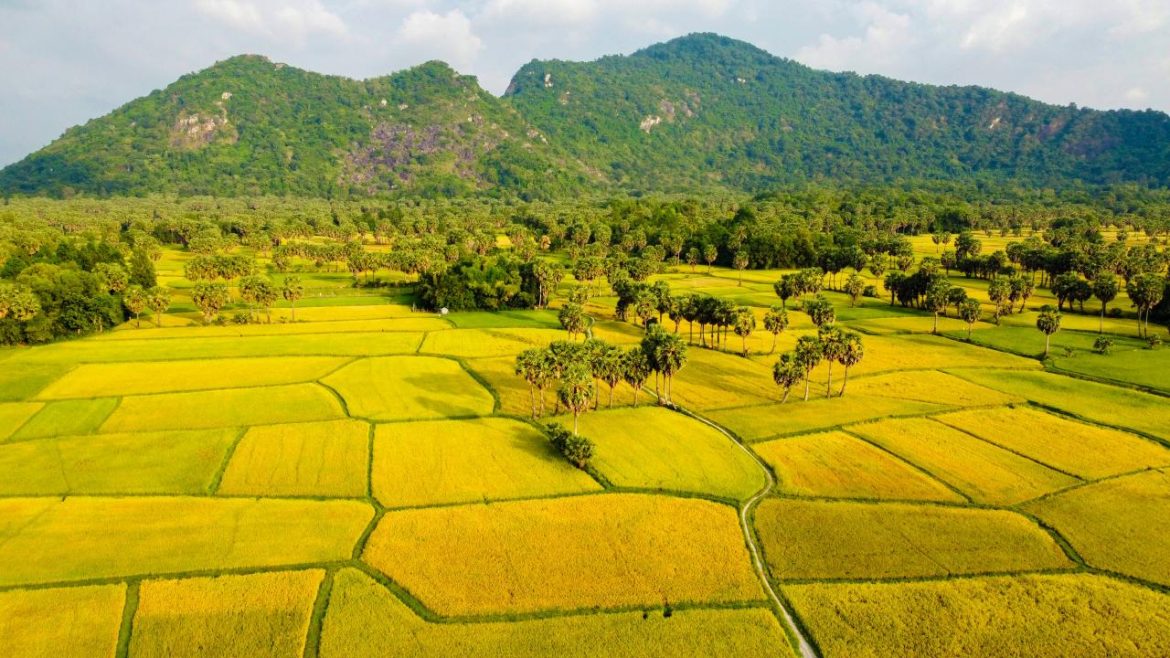 Il periodo migliore per visitare le risaie in Vietnam