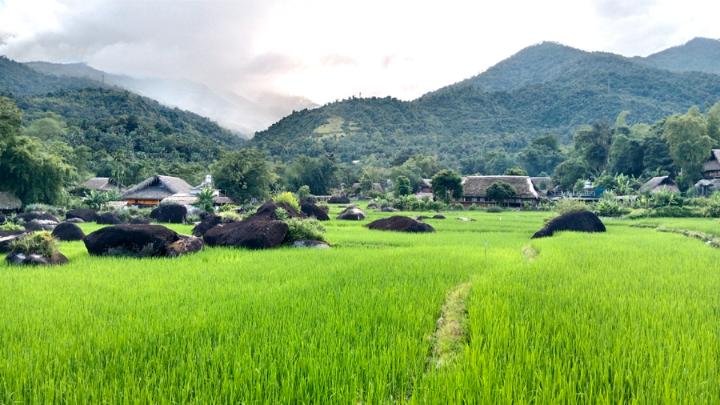 il periodo migliore per vedere le risaie in Vietnam