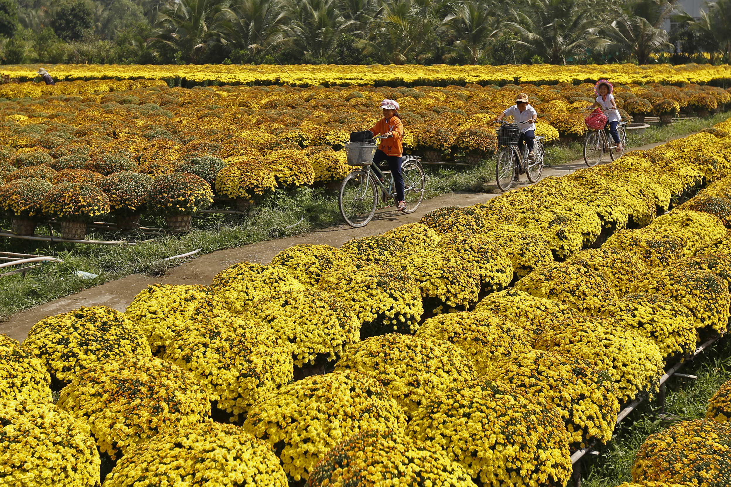 viaggio organizzato vietnam e cambogia - Vivi l'esperienza di pedalare tra i campi fioriti di Ben Tre