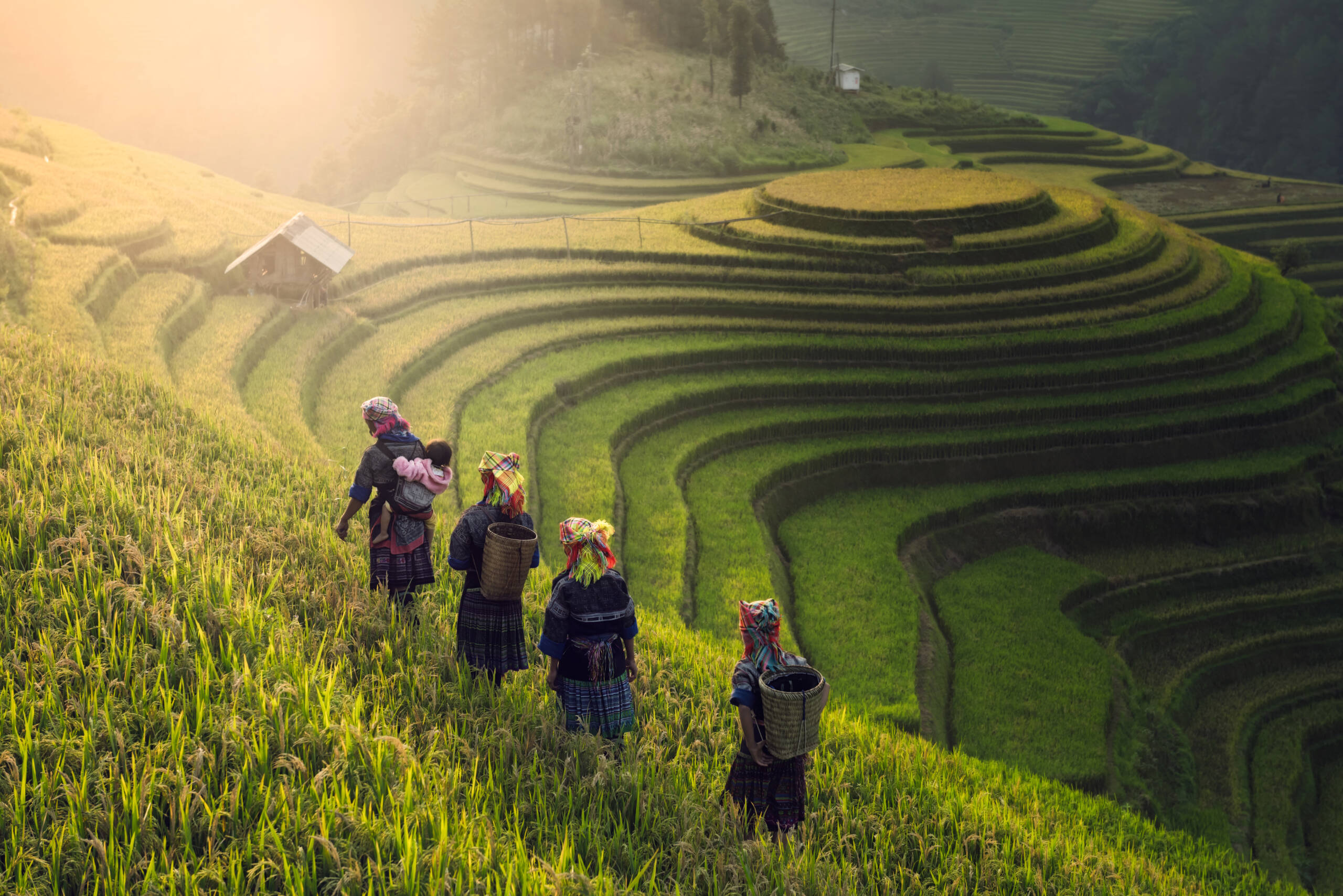Le spettacolari risaie terrazzate di Mù Cang Chải, nel nord del Vietnam - itinerario vietnam 15 giorni