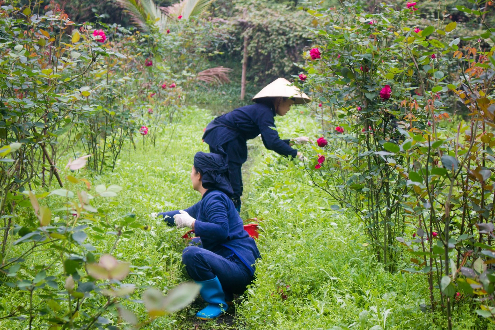 Un itinerario Vietnam può combinare la cultura del tè di Tan Cuong, la natura circostante e i soggiorni locali a Thai Hai per un’esperienza autentica tra tradizioni e paesaggi rurali.
