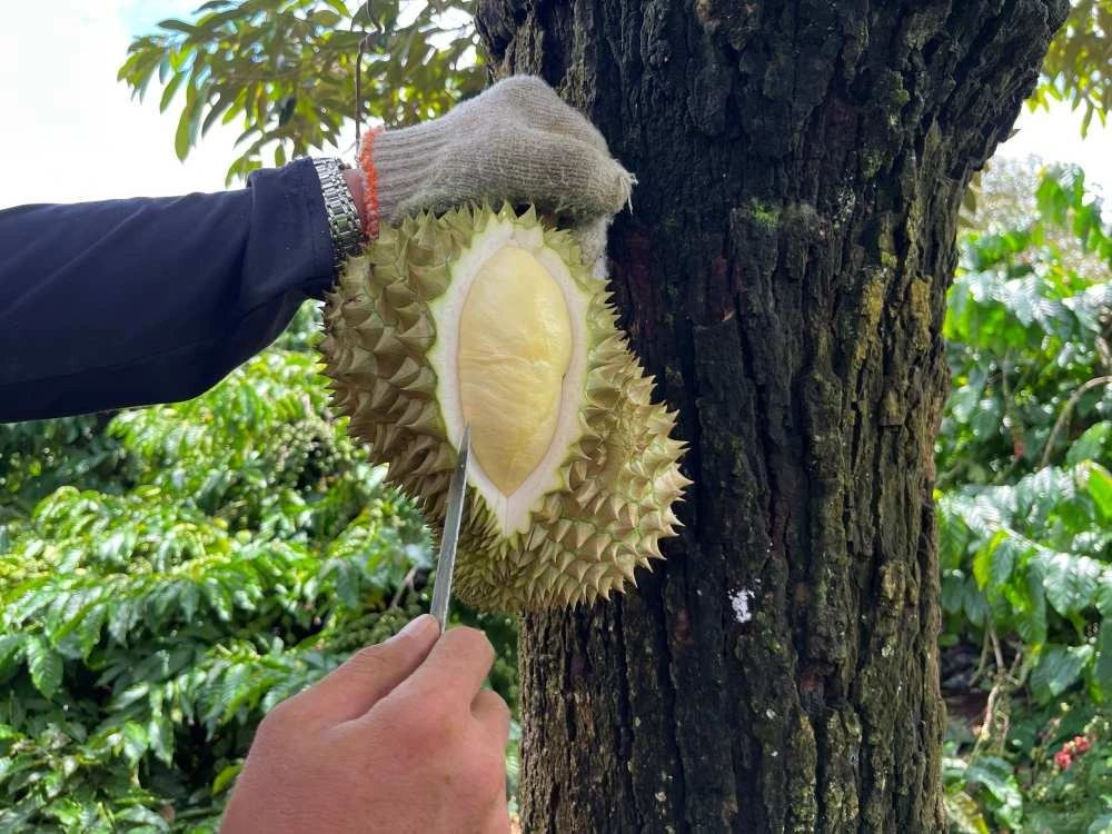 Durante un tour Vietnam 15 giorni, una visita alle piantagioni di durian di Dak Lak permette di scoprire i sapori autentici degli altopiani centrali del Vietnam, tra paesaggi verdeggianti e tradizioni agricole locali