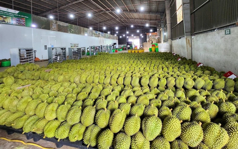 Durante un tour Vietnam 15 giorni, assaggiare il durian di Đắk Lắk offre l’opportunità di conoscere uno dei frutti simbolo degli altopiani centrali, apprezzandone il gusto intenso e scoprendo le tradizioni agricole locali.
