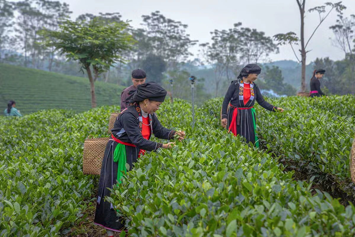 Durante un tour Vietnam 15 giorni, visitare le piantagioni di tè nel Vietnam settentrionale permette di scoprire le tradizioni locali della coltivazione del tè, immersi tra colline verdeggianti e paesaggi montani suggestivi.