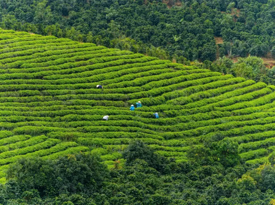 Durante un tour Vietnam 15 giorni, visitare le piantagioni di tè di Lâm Đồng, in particolare nella zona di Cầu Đất, permette di scoprire la tradizione della coltivazione del tè vietnamita tra dolci colline verdeggianti e paesaggi montani avvolti nella nebbia.
