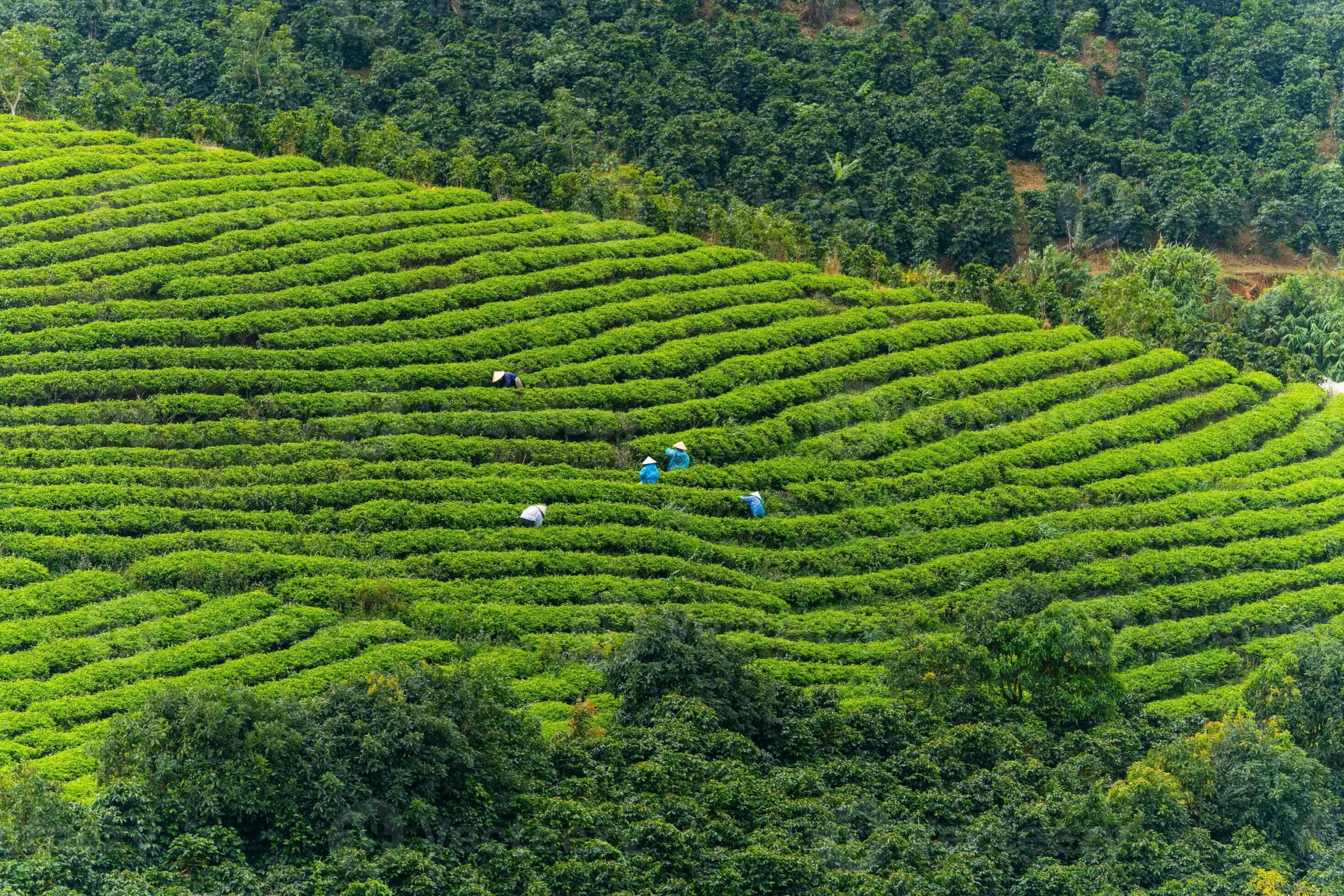 Durante un tour Vietnam 15 giorni, visitare le piantagioni di tè di Lâm Đồng, in particolare nella zona di Cầu Đất, permette di scoprire la tradizione della coltivazione del tè vietnamita tra dolci colline verdeggianti e paesaggi montani avvolti nella nebbia.