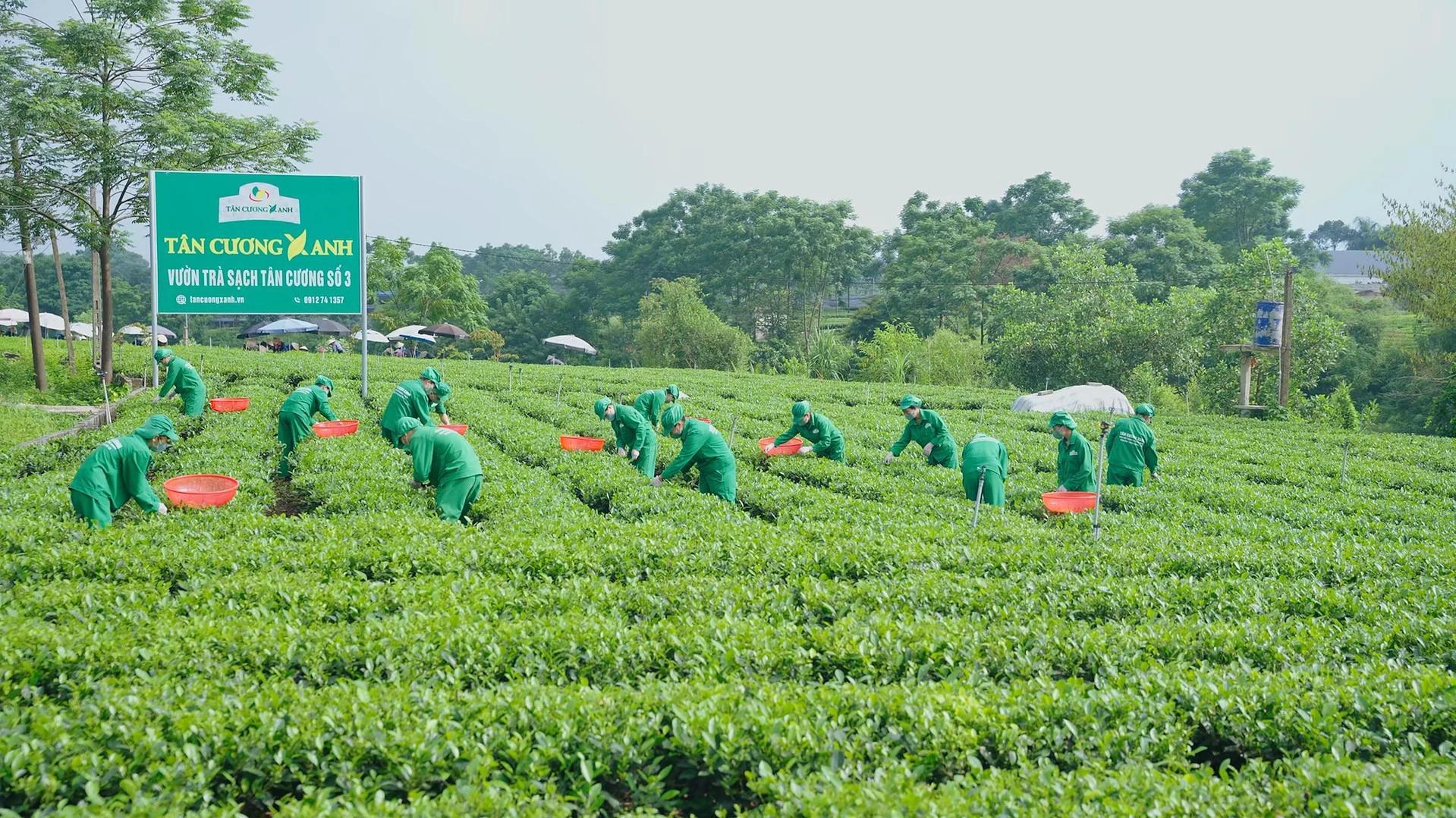 Un itinerario Vietnam ti porta a Tan Cuong, dove la cultura del tè riflette l’identità del territorio attraverso piantagioni verdeggianti, tradizioni locali e degustazioni autentiche.